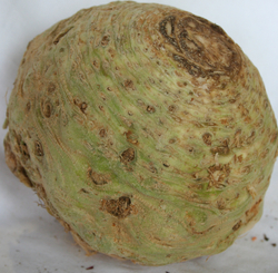 Celeriac Root